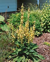 Verbascum chaixii Gainsborough