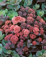 Sedum Xenox