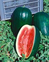 Wassermelone - Citrullus lanatus Peacock améliore