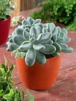 Pachyphytum oviferum en pot