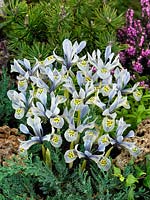 Iris histrioides Katharina Hodgkin