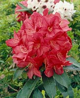 Rhododendron Hugh Koster