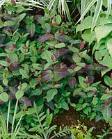 Hypericum androsaemum Albury Purple