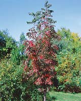 Sorbus rufoferruginea Longwood Sunset