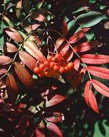 Sorbus rufoferruginea Longwood Sunset / fruits