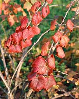 Ribes americanum en automne