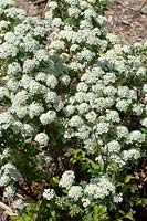 Spiraea nipponica June Bride