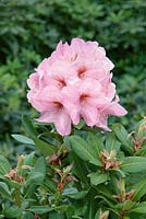 Rhododendron Paola