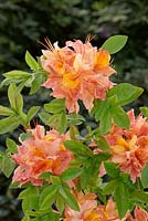 Rhododendron luteum Pensées calmes