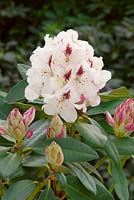 Rhododendron Hybride Gudrun