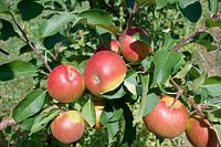 Apfel / Malus domestica Rajka