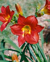 HEMEROCALLIS FIRE MUSIC