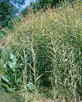 Phragmites australis Variegatus