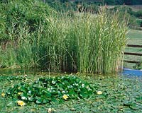 Étang avec Nymphaea et Phragmites australis Variegata