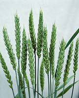 Triticum durum