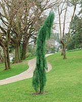 Pendule Sequoiadendron giganteum