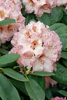 Rhododendron campylocarpum Simona