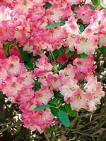 Rhododendron forrestii Riplet
