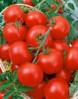 Tomate / Lycopersicon esculentum NOCTURNE