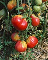 Tomate / Lycopersicon esculentum Peche