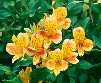 Alstroemeria Anjou (R)