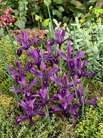 Iris histrioides George