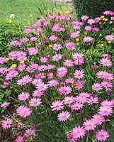 Osteospermum barberae