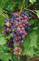 Vitis vinifera Muscat de Hambourg