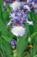 Iris x germanica comte d'Essex