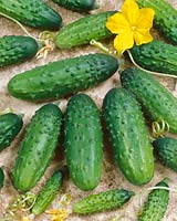 Essiggurke / Cucumis sativus Bazyl F1