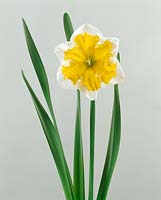 Narcissus Split Sovereign