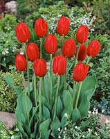 Tulipa Triumph Superstar