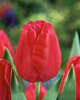 Tulipa, triomphe, sourire, figure