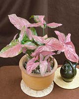 Syngonium Maya Red