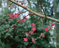 Prunus mume Beni Shi Dori