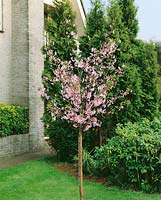 Prunus nipponica var. kurilensis Ruby