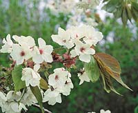 Prunus serrulata Ukon