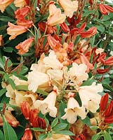Rhododendron Jingle Bell