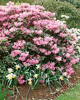 Rhododendron Maestro