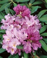 Rhododendron Ernest Inman