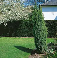 Juniperus communis Hibernica