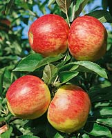 Malus Elstar