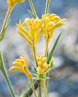 Anigozanthos Bush Nugget