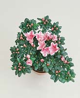 Rhododendron simsii Madame Kint