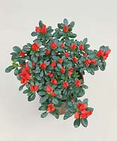 Rhododendron simsii F. Scherrer