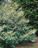 Prunus laurocerasus Rufescens