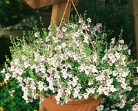 Diascia Flying Colors ® Appleblossom