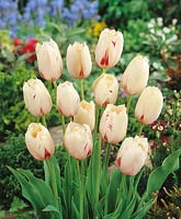 Carrousel Tulipa Crispa
