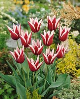 Tulipa Triumph Rajka (R)