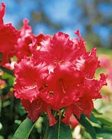 Prix Rhododendron Markita